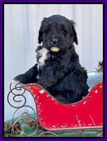 Kenzie Flynn pups 6 wks old 151