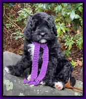 Kenzie Flynn pups 8 wks old 61