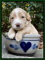 Kenzie Flynn pups 3 wks old 171