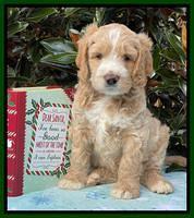 Kenzie Flynn pups 7 wks old 231