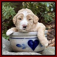 Kenzie Flynn pups 3 wks old 241