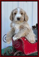 Kenzie Flynn pups 6 wks old 301