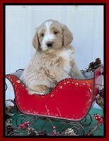 Kenzie Flynn pups 6 wks old 311