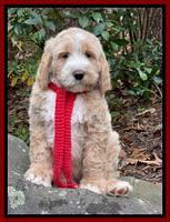 Kenzie Flynn pups 8 wks old 10100