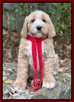 Kenzie Flynn pups 8 wks old 7100