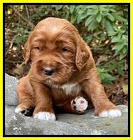 Kenzie Flynn pups 3 wks old 301