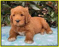 Kenzie Flynn pups 7 wks old 351