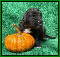 Kenzie Flynn pups 2 wks old 271