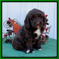 Kenzie Flynn pups 6 wks old 381