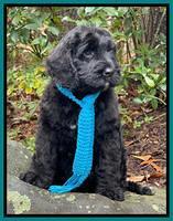 Kenzie Flynn pups 8 wks old 291