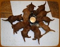 First pan meal without a mess. KT pups 4 wks old 2