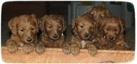 Kozies 5 wk pups in a row 1