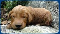 KT pups 2 wks old 1