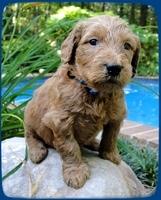 KT pups 4 wks old 5