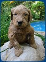 KT pups 4 wks old 6