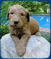 KT pups 4 wks old 7