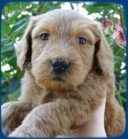 KT pups 5 wks old 2