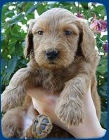 KT pups 5 wks old 3