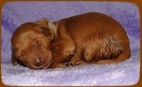 KT pups 1 wk old 7