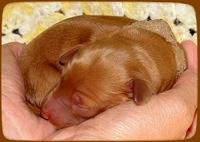 KT pups 2 days old 7