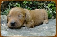 KT pups 2 wks old 38