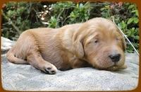 KT pups 2 wks old 40