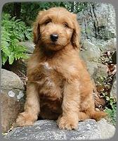 Ginger