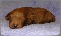KT pups 1 wk old 28