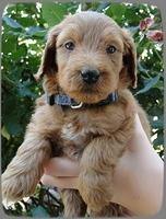 KT pups 5 wks old 19