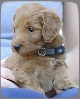 KT pups 5 wks old 51