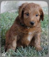 KT pups 5.5 wks old 10