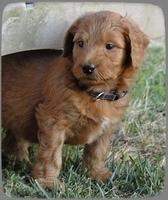 KT pups 5.5 wks old 9