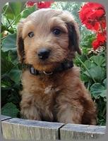 KT pups 6 wks old 39