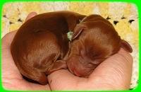 KT pups 2 days old 26
