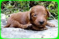 KT pups 2 wks old 27