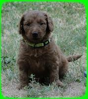 KT pups 5 wks old 45 (2)