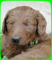 KT pups 5 wks old 53