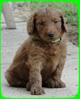 KT pups 5.5 wks old 29