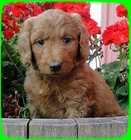 KT pups 6 wks old 16