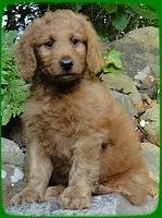 KT pups 8 wks old 90