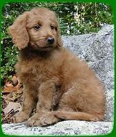 KT pups 8 wks old 91