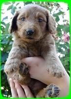 Kt pups 5 wks old 10