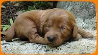 KT pups 2 wks old 22
