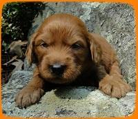 KT pups 3 wks old Image00026