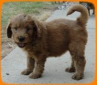 KT pups 5.5 wks old 31