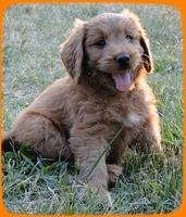 KT pups 7 wks old 51