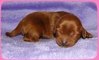 KT pups 1 wk old 1