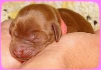 KT pups 2 days old 3