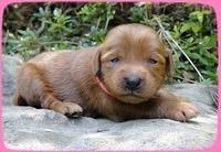 KT pups 2 wks old 30