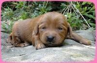 KT pups 2 wks old 31